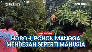 Warga Kaget Dengar Suara Desahan Ternyata dari Pohon Mangga