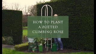 Planting a potted climbing rose