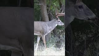 Heart Shot MONSTER Kansas Buck With A Bow #shorts