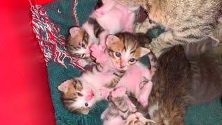 Mother cat feeding six newborn baby cats is waiting for me every day