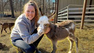 We Have a New Baby Miniature Donkey