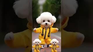 Watch This Adorable Pup Get Down With Some Funky Moves  #animallovers #funny #comedy #shorts