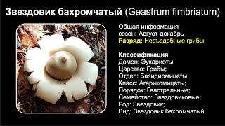 Звездовик бахромчатый Geastrum fimbriatum