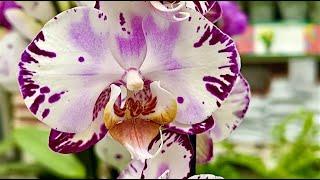 В Бауцентр - любоваться орхидеями Альбуфейра Рим Африканский Закат Ягуар Бланка ...