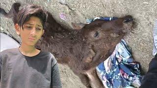 Our Baby Cow Sultan Died 