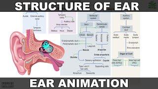 Structure of Ear  Flow Charts and Animation