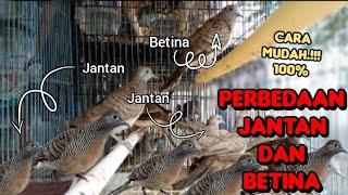 cara membedakan burung prekutut jantan dan betina di pasar ombyokan