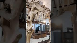 Skeleton of elephant. kerala state museum thrissur