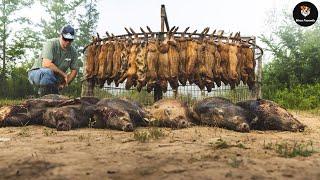 CHOQUE Quais Armadilhas Os Caçadores Canadenses Usam Para Caçar Milhões De Javalis ?