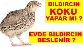 Evde Bıldırcın Beslenir Mı ?