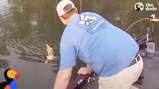 Kittens Swim Up To Fishermans Boat Looking for Help  The Dodo