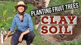 Planting a Fruit Tree in Clay Soil Tricks & Tips