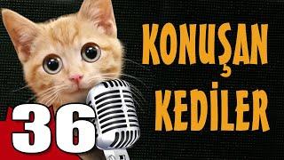 Konuşan Kediler 36 - En Komik Kedi Videoları