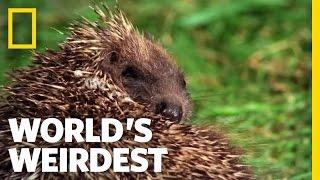 Hedgehogs Love Poisons  Worlds Weirdest