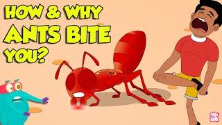 How Do Ants Bite?  Why Do Ants Bite Humans?  Fire Ant Sting  The Dr. Binocs Show