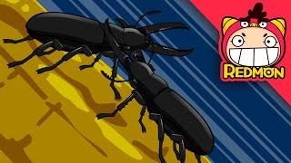 A Stand-off with a stag beetle  Insect world #01  REDMON