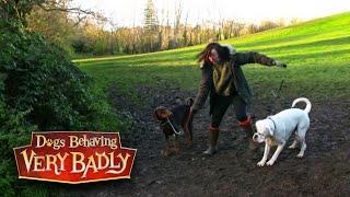 Country dogs Bisley and Maddie cant be controlled