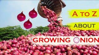 Profitable Onion farming techniques in India  Pyaz ke Khaite A to Z information @OrganicAcre