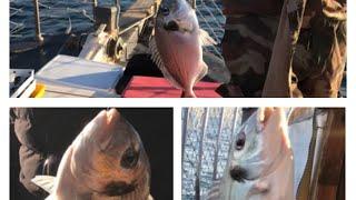 Eski Foça Yılmaz Kaptanın Teknesinden amatör olta balık avı inanılmaz Çipura avı yaptık