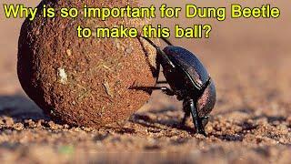 Dung Beetle life