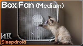 ►10 hours of Box Fan White Noise  Sounds for Sleeping Medium Speed with Cute Kitten Window Fan