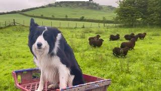 Awesome sheepdog herding sheep at work  running border collie