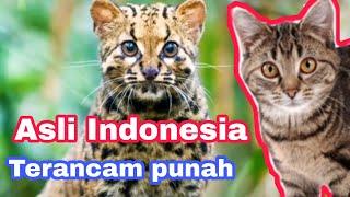 AWESOME   6 TYPES OF ORIGINAL INDONESIAN CAT THAT ARE THREATENED OF EXTINCTION