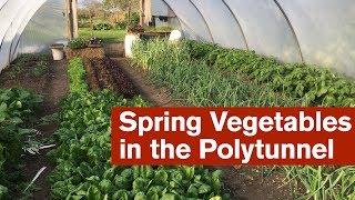 Spring Vegetables in the Polytunnel