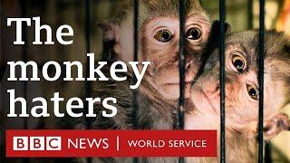 Saving Mini Inside the global network torturing baby monkeys – BBC World Service