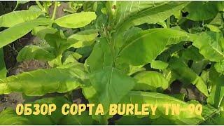 Обзор сорта Burley TN-90 Берли ТН-90