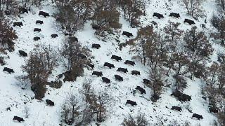 DOMUZ AVI MÜKEMMEL VURUŞLAR - GREAT WILD BOAR HUNT IN WINTER Aliço Fatih Çakır