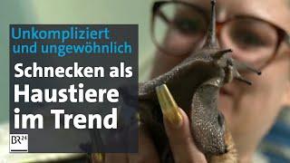 Immer beliebter Schnecken als Haustiere  Abendschau  BR24