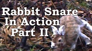 Rabbit Snaring ON TRAIL CAMERA  Dodge Dip Dive Duck and Dodge