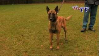 Belgischer Schäferhund - Malinois Informationen zur Rasse