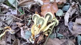 Ложные опята серно-желтые Hypholoma fasciculare - ядовитые