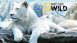 The Rare and Exotic Animals  White Lions-HDNational GeographicFull Documentary