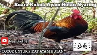 Suara Ayam Hutan Jantan Sulawesi  Kokok Pemanggil Ayam Hutan