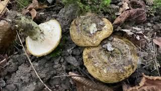 Lactarius necator Чёрный груздь October 15 2020