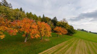 Colorful autumn leaves - FPV drone