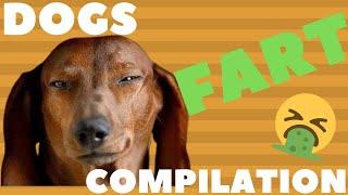 Funniest Dogs Farting  Dogs Farting Compilation
