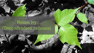 Ep 06 Edenspore Ecokids 2020 - Homeschool Plant Lesson - Poison Ivy Toxicodendron radicans