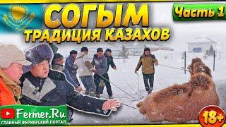 Согым не просто заготовка мяса это культурное наследие казахского народа. Конина. Казы. Куырдак