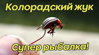 Насадила колорадского жука что тут началось Одна за одной Какая рыба ловится на колорадского жука?