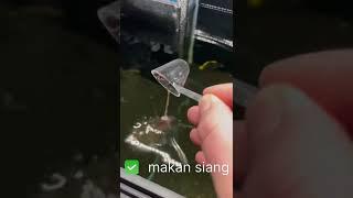 makan siang ikan langsung diserbu #shorts