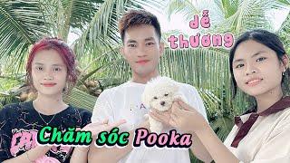 TiTan và Trang một ngày chăm sóc chó POOKA