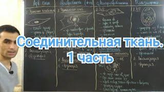 Гистология. Соединительный ткань.  РВСТ. Фибробласты. #13