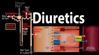 Diuretics - Mechanism of Action of Different Classes of Diuretics Animation
