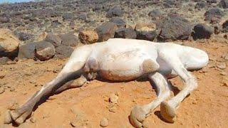 This Is Why Touching A Dead Camel Is So Dangerous