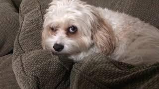 Cavachon doesnt want to go to bed