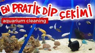 aquarium cleaning aquarium fish Fish speciescichlid birthCichlid Aquariumcichlid